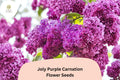 200 Joly Purple Carnation Seeds – Deep Purple Double Blooms, Fragrant Hardy Perennial Dianthus