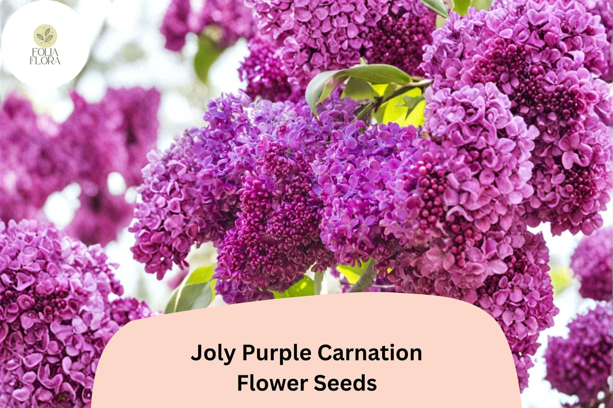 200 Joly Purple Carnation Seeds – Deep Purple Double Blooms, Fragrant Hardy Perennial Dianthus