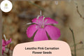 200 Lesotho Pink Carnation Seeds for Planting | Dianthus caryophyllus | Pink Blooms