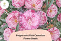 200 Peppermint Pink Carnation Seeds for Garden Planting | Dianthus caryophyllus