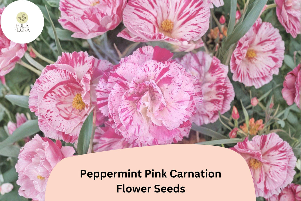 200 Peppermint Pink Carnation Seeds for Garden Planting | Dianthus caryophyllus