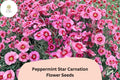 200 Peppermint Star Carnation Seeds for Planting | Dianthus caryophyllus | Pink & Red Star Blooms