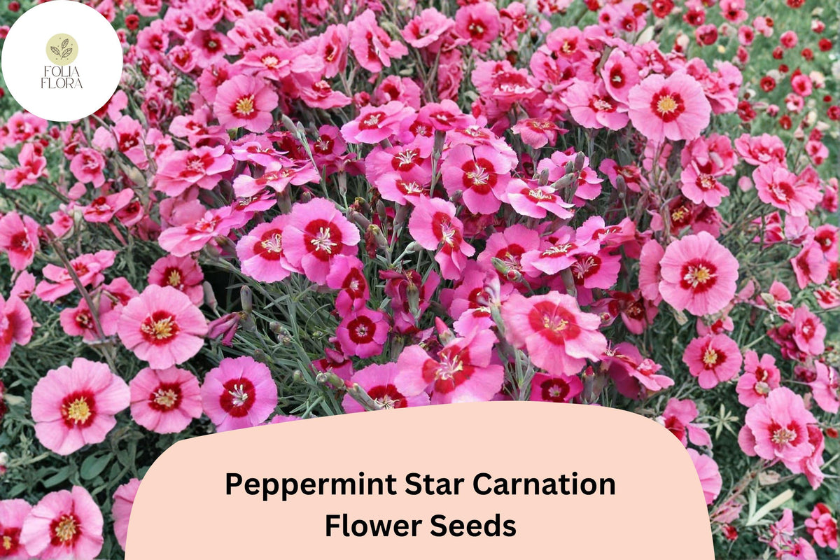 200 Peppermint Star Carnation Seeds for Planting | Dianthus caryophyllus | Pink & Red Star Blooms