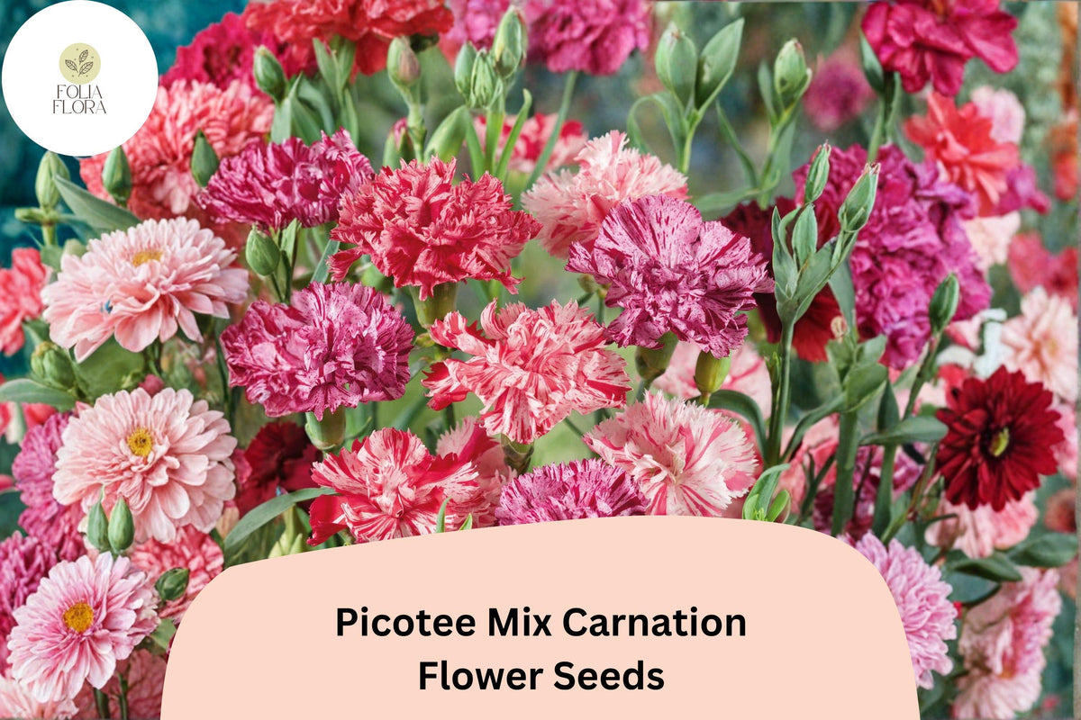 200 Picotee Mix Carnation Seeds for Planting | Dianthus caryophyllus | Mixed Edge Blooms