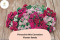 200 Pinocchio Mix Carnation Seeds for Planting | Dianthus caryophyllus | Multi-Color Blooms