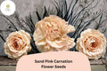 200 Sand Pink Carnation Seeds for Planting | Dianthus caryophyllus | Soft Pink Blooms