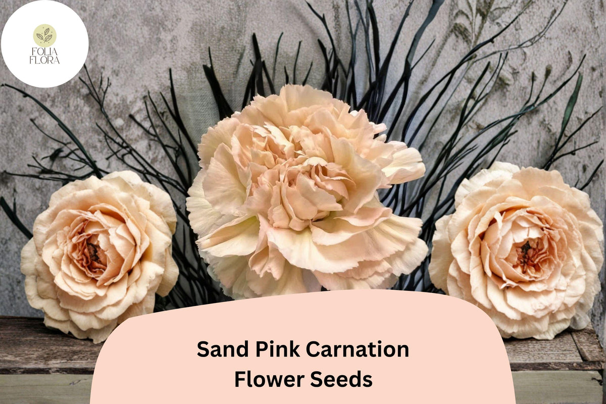 200 Sand Pink Carnation Seeds for Planting | Dianthus caryophyllus | Soft Pink Blooms
