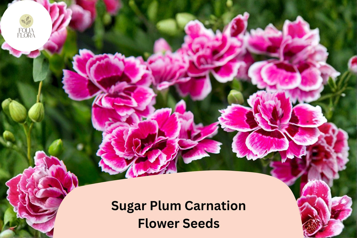 200 Sugar Plum Carnation Seeds for Planting | Dianthus caryophyllus | Purple Blooms