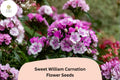200 Sweet William Carnation Seeds for Planting | Dianthus barbatus | Purple & White Blooms