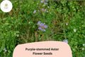 350 Symphyotrichum puniceum Seeds - Purple-Stemmed Aster Native Wildflower for Pollinator Gardens