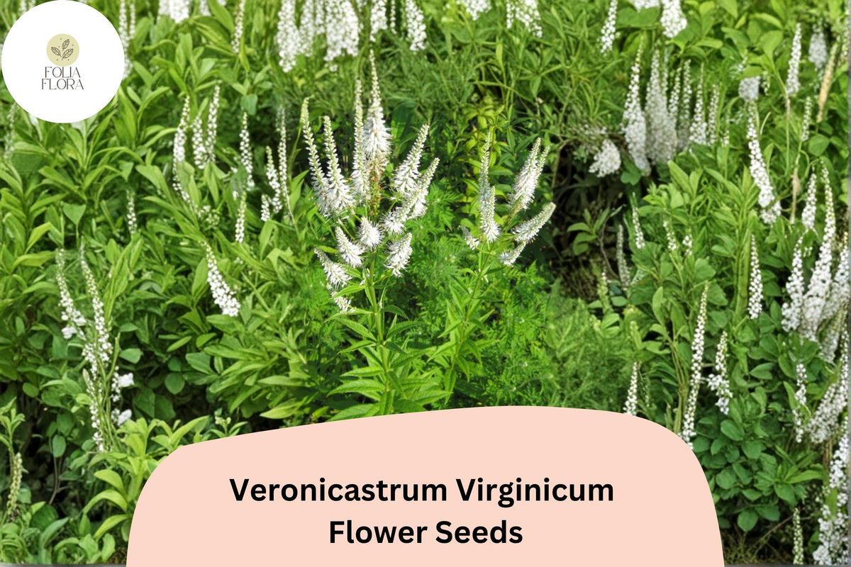 2500 Veronicastrum virginicum Seeds | Culver's Root Native White Wildflower for Pollinator Gardens