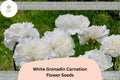 200 White Grenadin Carnation Seeds for Planting | Dianthus caryophyllus