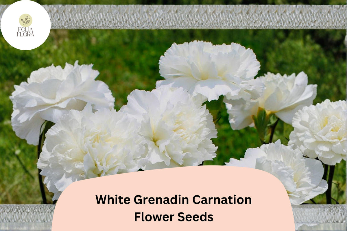 200 White Grenadin Carnation Seeds for Planting | Dianthus caryophyllus