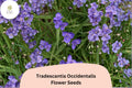 100 Tradescantia occidentalis Seeds | Prairie Spiderwort Native Wildflower