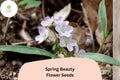 20 Claytonia virginica Seeds - Spring Beauty Native Wildflower for Shade Gardens