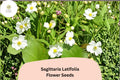 500 Broadleaf Arrowhead Seeds (Sagittaria latifolia) Native Aquatic Wildflower for Pond & Wetland Gardens