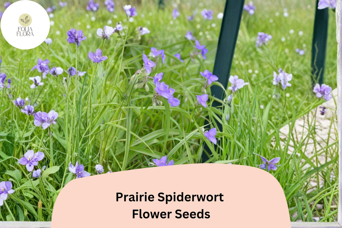 150 Tradescantia bracteata Seeds - Prairie Spiderwort Native Purple Wildflower