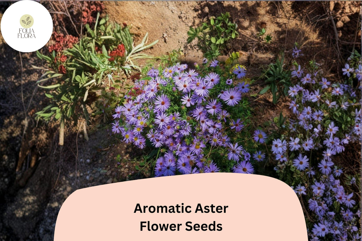 100 Aromatic Aster Seeds – Symphyotrichum oblongifolium Purple Native Perennial for Pollinator Gardens