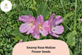 30 Hardy Hibiscus Seeds – Pink Swamp Rose Mallow for Pollinator Gardens