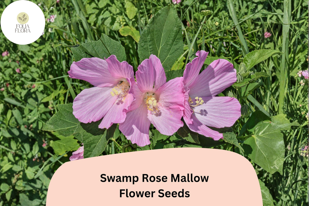 30 Hardy Hibiscus Seeds – Pink Swamp Rose Mallow for Pollinator Gardens