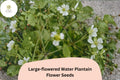 300 Large-Flowered Water Plantain Seeds - Alisma subcordatum Native Aquatic Wildflower
