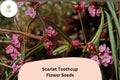1000 Scarlet Toothcup Seeds - Rotala ramosior Native Wetland Wildflower