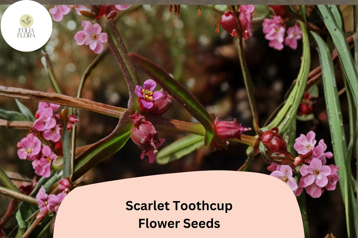 1000 Scarlet Toothcup Seeds - Rotala ramosior Native Wetland Wildflower