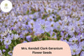 25 Mrs. Kendall Clark Geranium Seeds – Hardy Purple Perennial