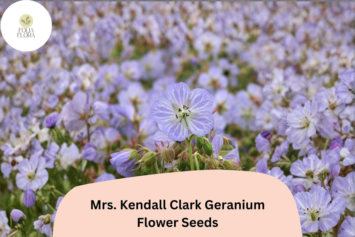 25 Mrs. Kendall Clark Geranium Seeds – Hardy Purple Perennial