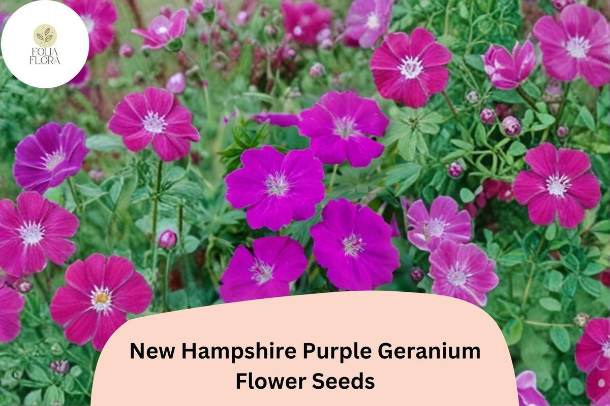 25 New Hampshire Purple Geranium Seeds – Hardy Perennial