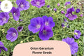 25 Orion Geranium Seeds - Hardy Perennial with Violet-Purple Blooms for Garden Borders & Pollinator Gardens