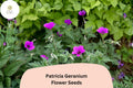 25 Patricia Geranium Seeds – Hardy Perennial with Magenta-Purple Flowers for Borders & Pollinator Gardens