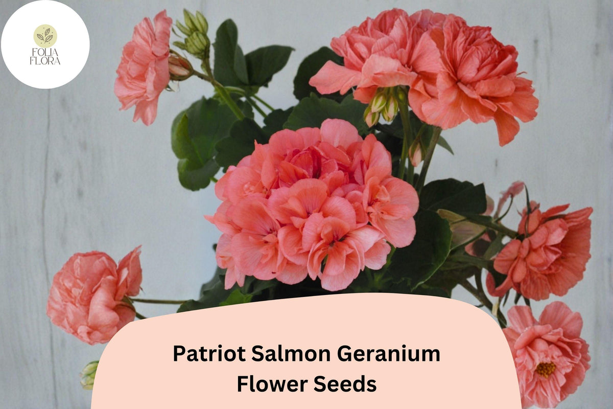 25 Patriot Salmon Geranium Seeds | Hardy Perennial with Salmon-Pink Blooms
