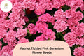 25 Patriot Tickled Pink Geranium Seeds - Bright Pink Perennial Blooms