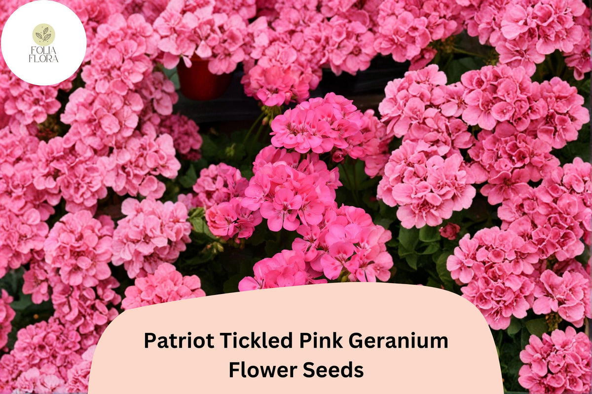 25 Patriot Tickled Pink Geranium Seeds - Bright Pink Perennial Blooms