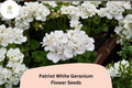 25 Patriot White Geranium Seeds – Perennial Garden Flower for Borders & Containers