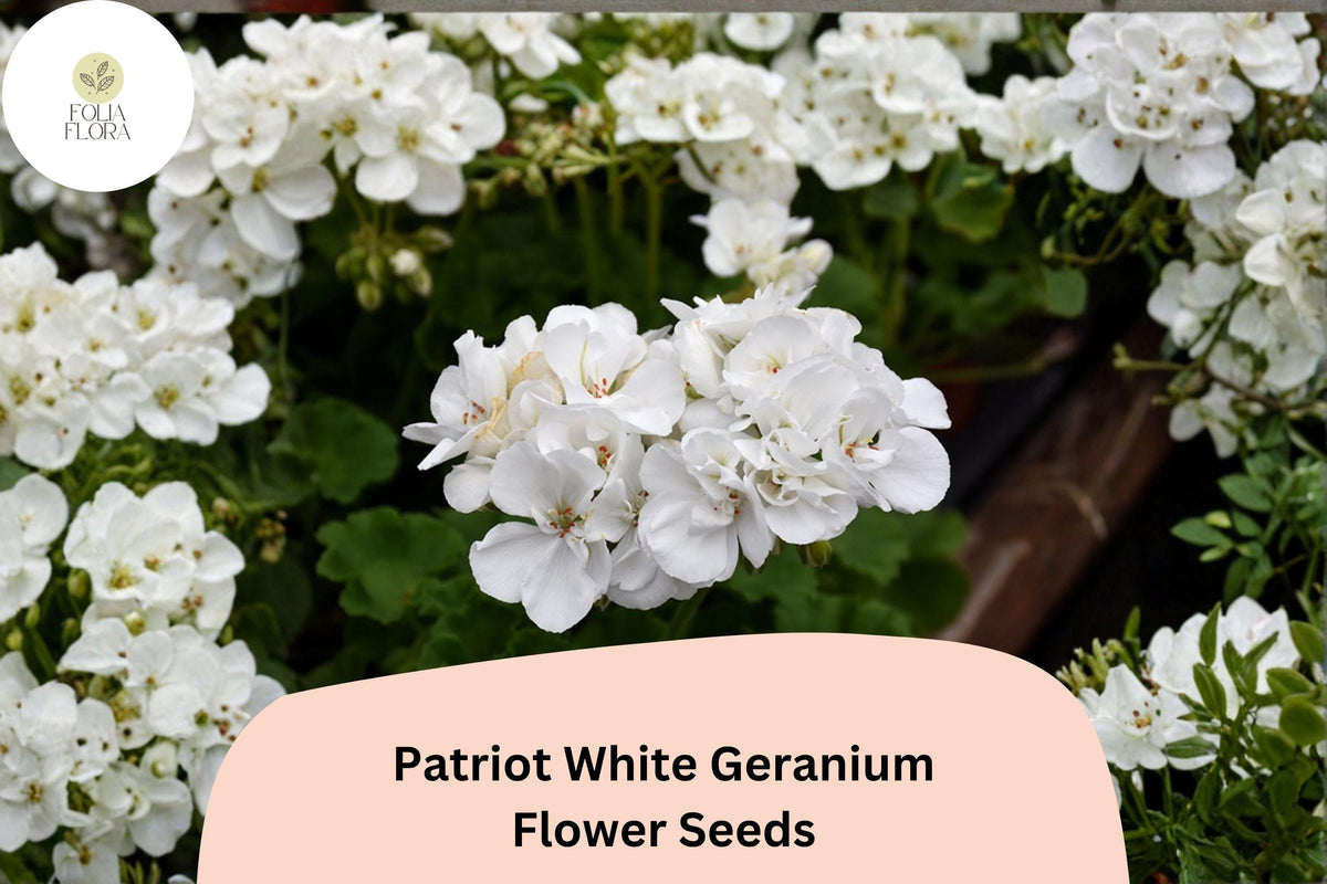 25 Patriot White Geranium Seeds – Perennial Garden Flower for Borders & Containers