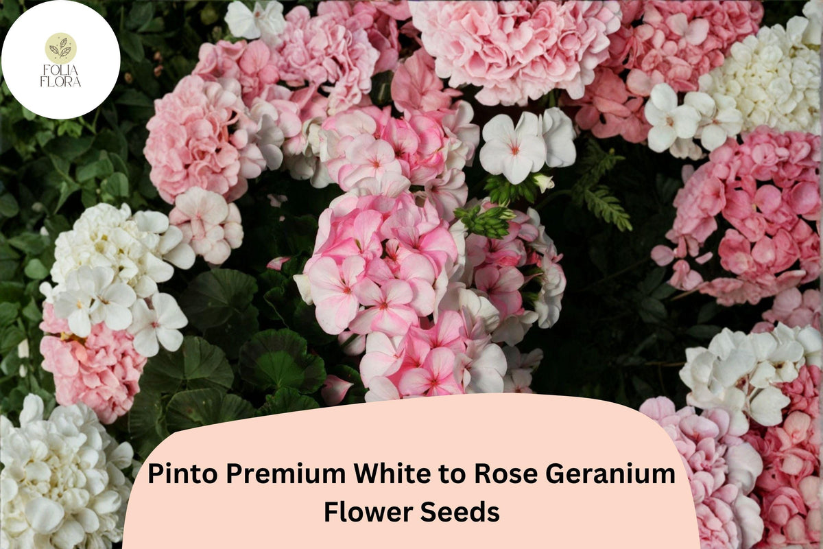 25 Pinto White to Rose Geranium Seeds – Bicolor Perennial Blooms