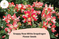 1000 Snappy Rose White Snapdragon Seeds | Antirrhinum majus Bicolor Pink & White Flowers