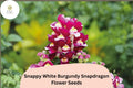 1000 Snappy White Burgundy Snapdragon Seeds – Antirrhinum majus Bicolor Flowers for Beds & Pots
