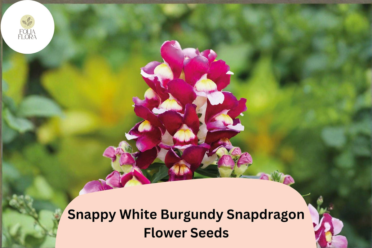 1000 Snappy White Burgundy Snapdragon Seeds – Antirrhinum majus Bicolor Flowers for Beds & Pots