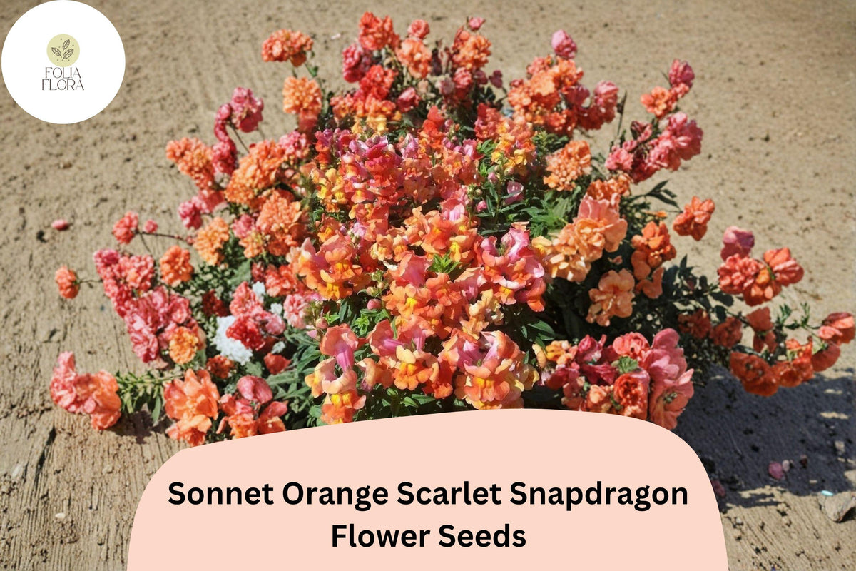 1000 Sonnet Orange Scarlet Snapdragon Seeds | Antirrhinum majus Bright Orange-Red Flowers