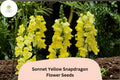 1000 Sonnet Yellow Snapdragon Seeds - Antirrhinum majus Bright Yellow Flowers for Beds & Pots