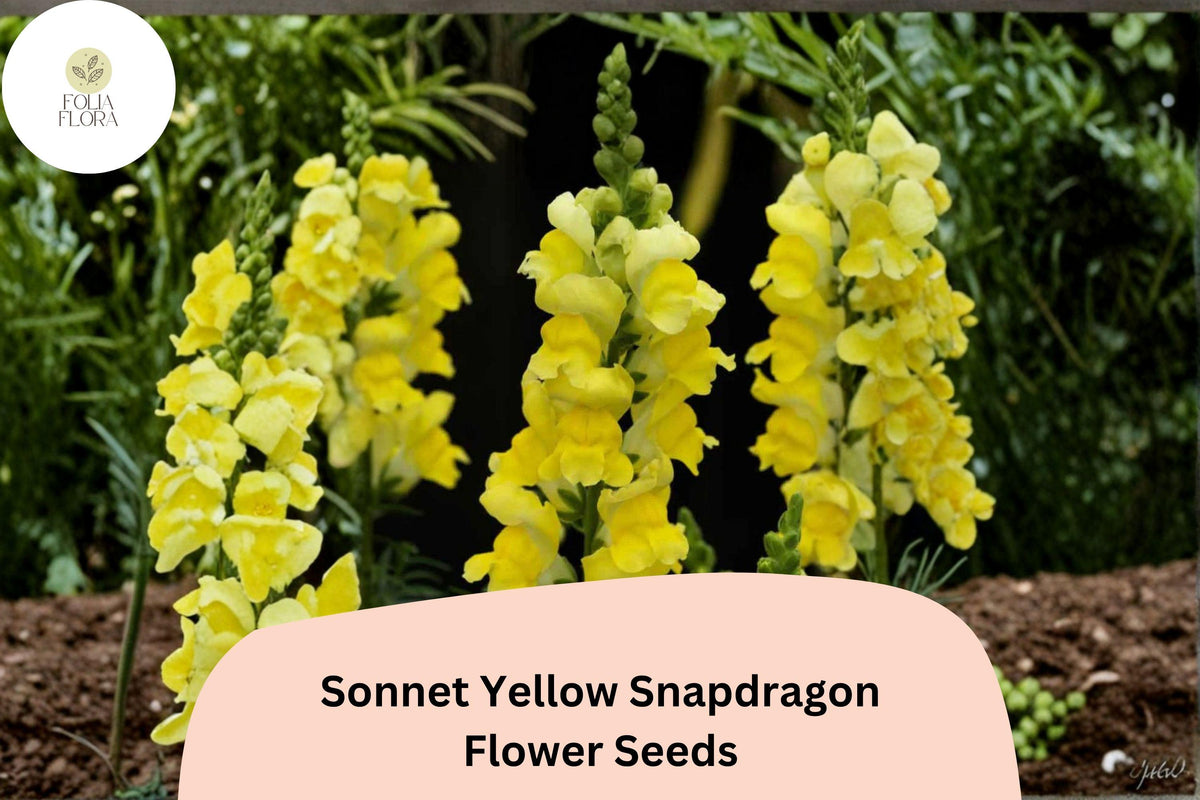 1000 Sonnet Yellow Snapdragon Seeds - Antirrhinum majus Bright Yellow Flowers for Beds & Pots