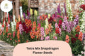 1000 Tetra Mix Snapdragon Seeds - Antirrhinum majus Colorful Garden Flowers