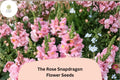 The Rose Snapdragon Seeds - 1000 Soft Pink Antirrhinum majus Flowers for Beds, Borders & Pots