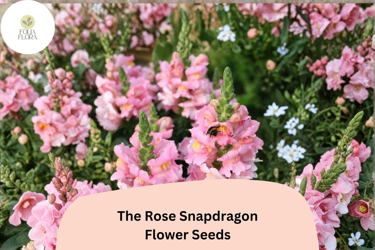 The Rose Snapdragon Seeds - 1000 Soft Pink Antirrhinum majus Flowers for Beds, Borders & Pots