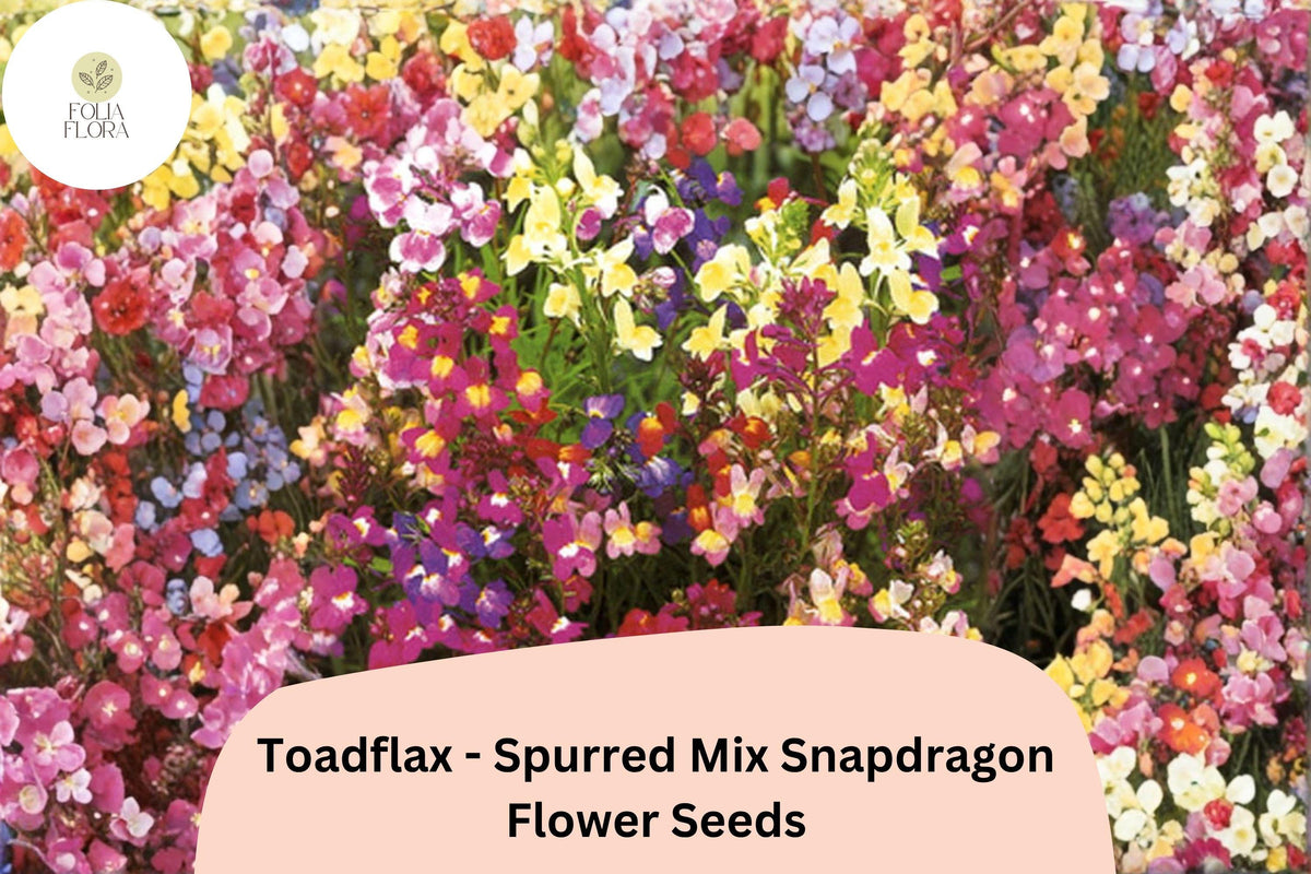 1000 Toadflax Spurred Mix Snapdragon Seeds | Linaria maroccana | Colorful Wildflower for Garden Beds & Containers