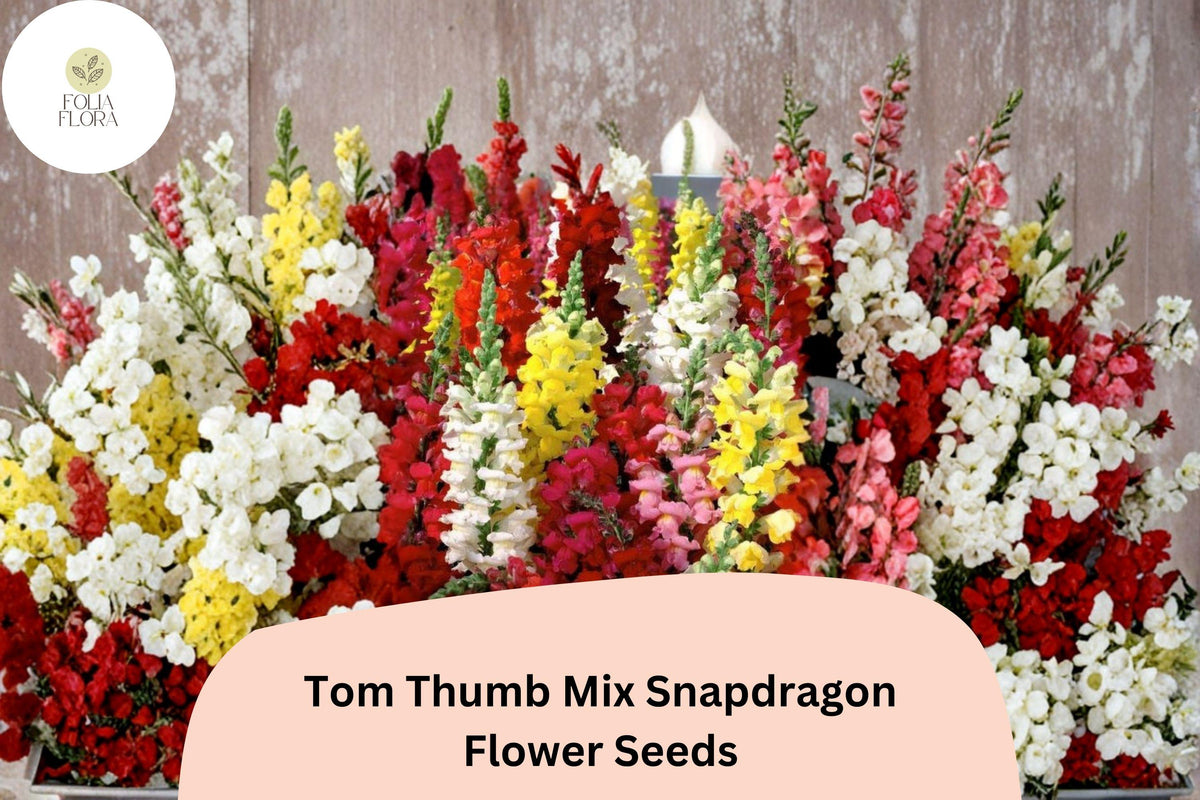 1000 Tom Thumb Mix Snapdragon Seeds - Dwarf Antirrhinum majus nanum for Borders