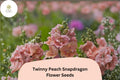 1000 Twinny Peach Snapdragon Seeds – Double Peach Blooms for Beds, Borders & Pots
